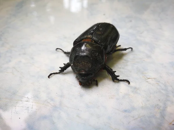 Baby Weevil w ogrodzie — Zdjęcie stockowe