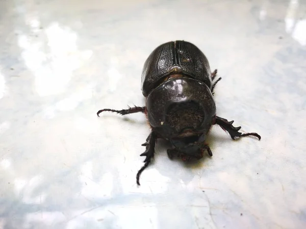 Baby Weevil w ogrodzie — Zdjęcie stockowe