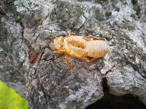 Martwe ciało Cicada na drzewie — Zdjęcie stockowe
