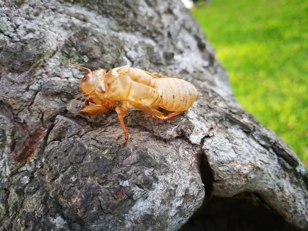 Cadavre de Cicada sur un arbre — Photo