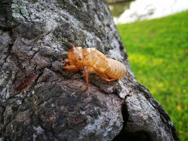 Martwe ciało Cicada na drzewie — Zdjęcie stockowe