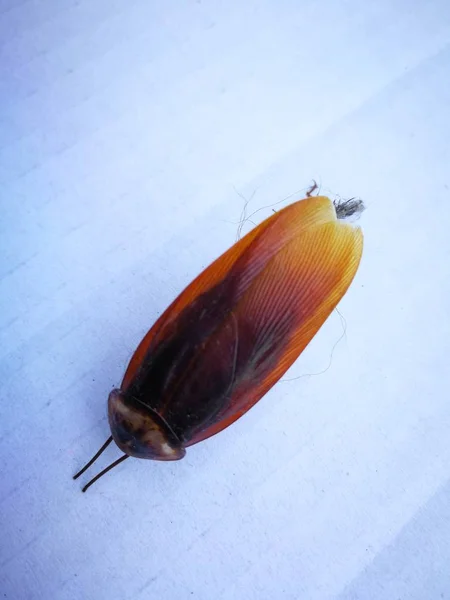 Um cadáveres de baratas foi morrer — Fotografia de Stock