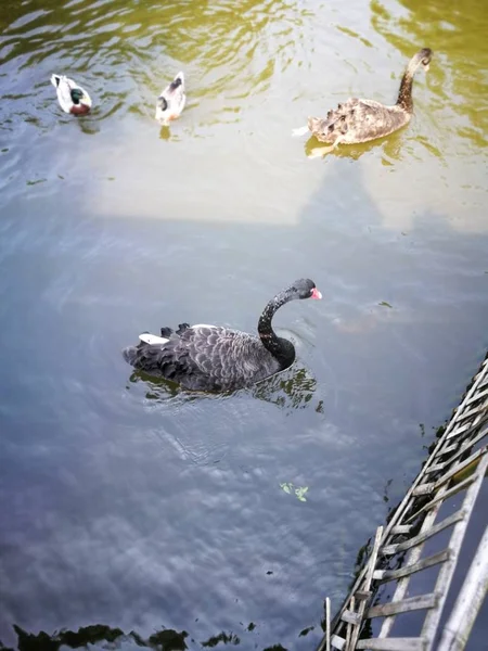 Czarna para gęsi w Tajlandii Nation Park — Zdjęcie stockowe