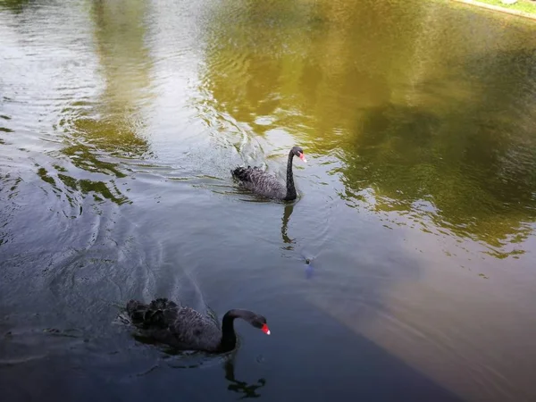 Czarna para gęsi w Tajlandii Nation Park — Zdjęcie stockowe