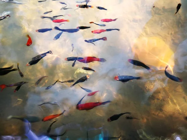 Beautiful Poecilia reticulata fishes — Stock Photo, Image