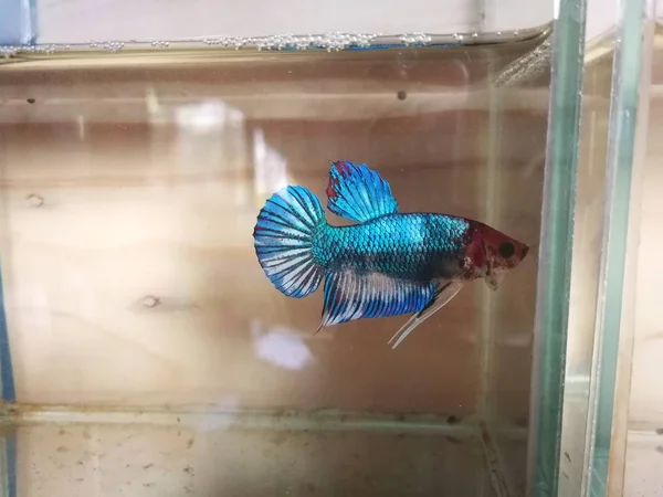 Beautiful Siamese Fighting Fishes — Stock Photo, Image