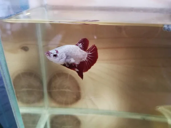 Beautiful White Siamese Fighting Fish — Stock Photo, Image