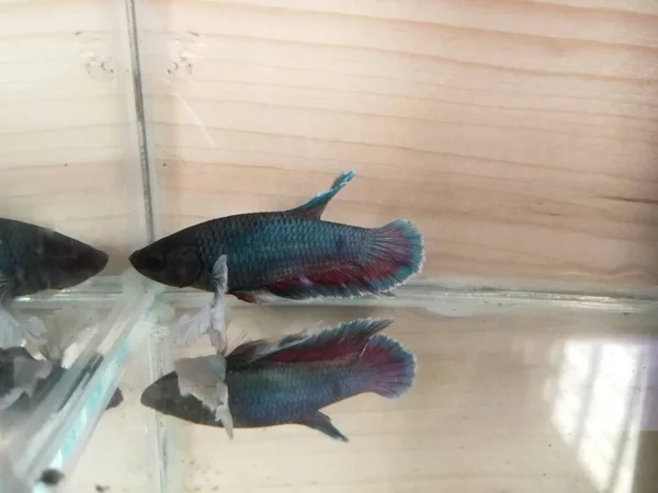 Piękny biały Syjamski Fighting Fish — Zdjęcie stockowe