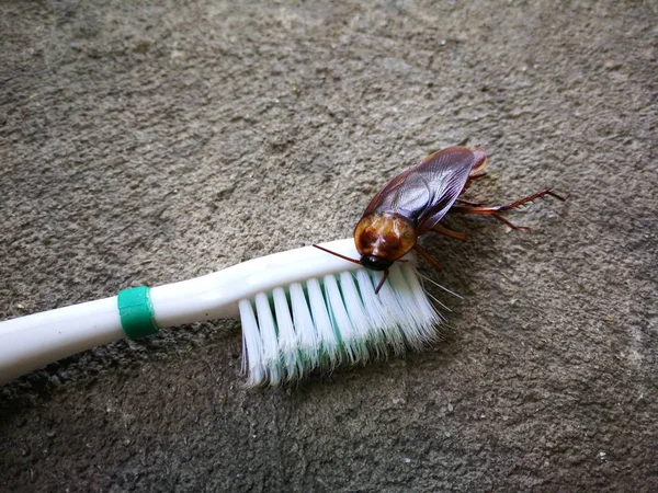 牙刷上的蟑螂 — 图库照片