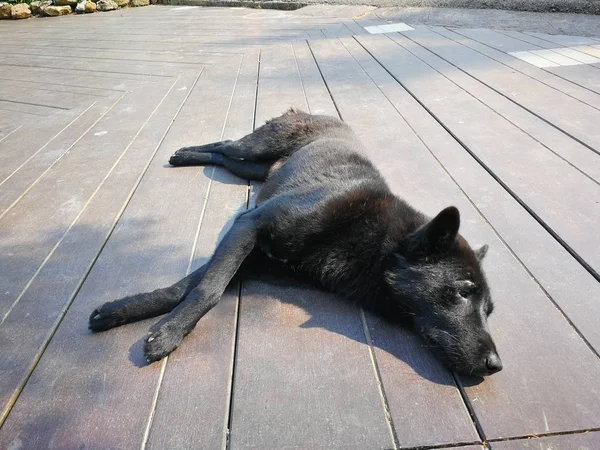 Cão preguiçoso dormindo no chão — Fotografia de Stock