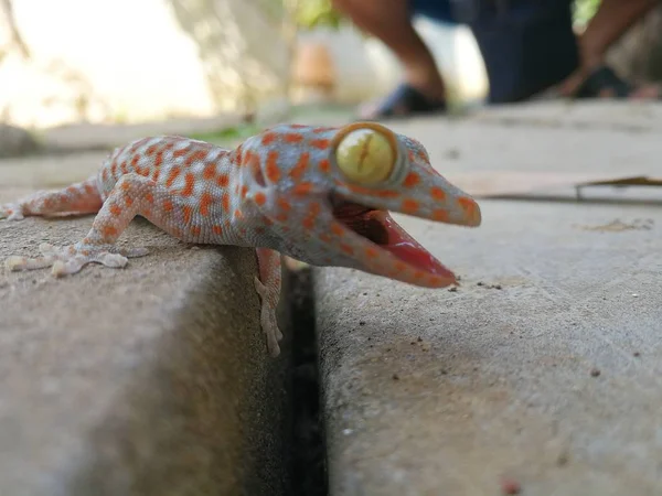 Cute Baby Gecko groźne dla ochrony siebie — Zdjęcie stockowe