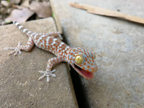Kisbaba Gecko fenyegető védekezni — Stock Fotó