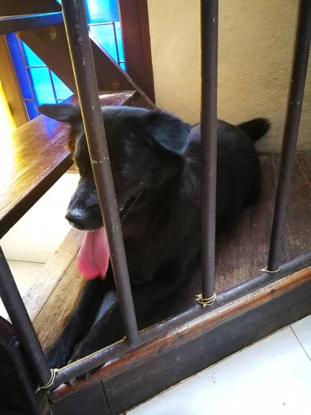 Um cão preto à espera de encontrar uma liberdade — Fotografia de Stock