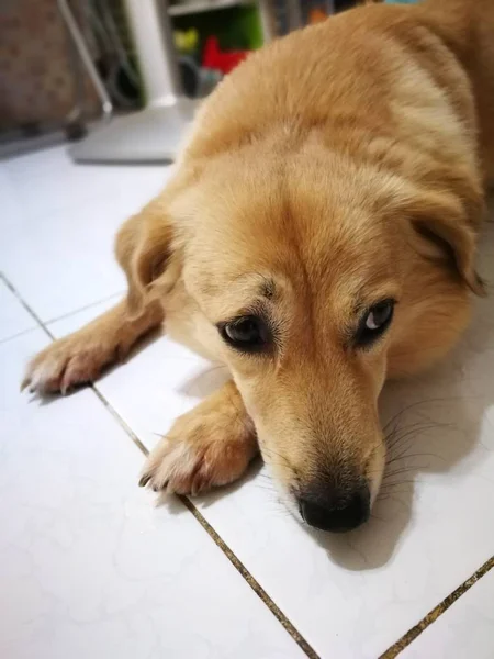 床に寝ている茶色の犬 — ストック写真