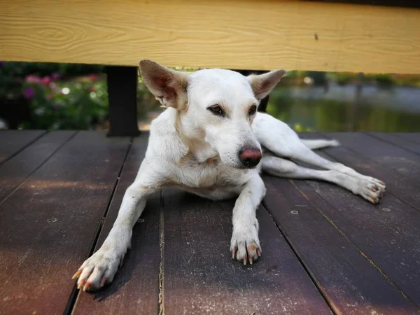 床に眠る怠惰な犬 — ストック写真