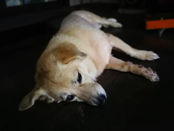 Τεμπέλης σκύλος κοιμάται στο πάτωμα — Φωτογραφία Αρχείου