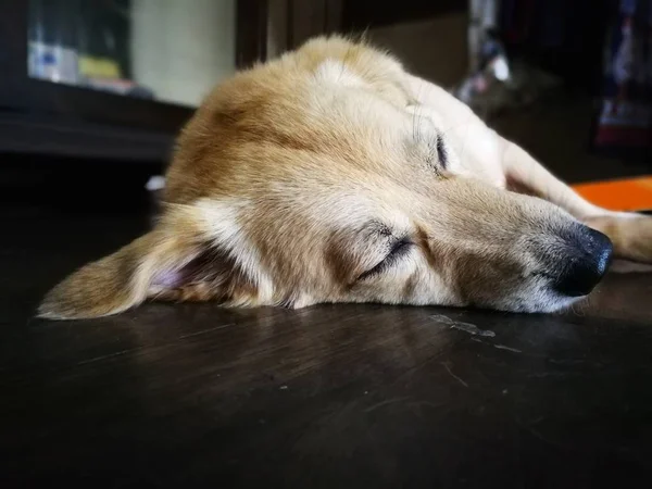 바닥에 자고 게으른 개 — 스톡 사진