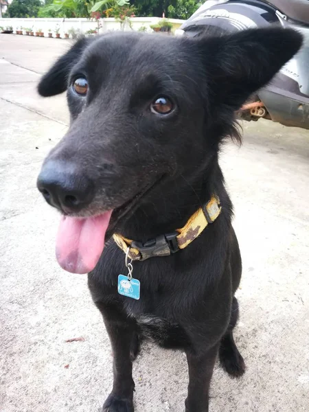 Bonito preto siamês cão tinha um preto língua dentro caminho para amigável — Fotografia de Stock
