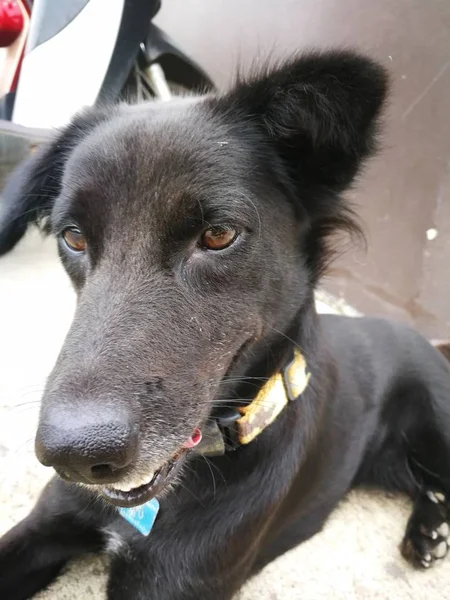 Bonito preto siamês cão tinha um preto língua dentro caminho para amigável — Fotografia de Stock