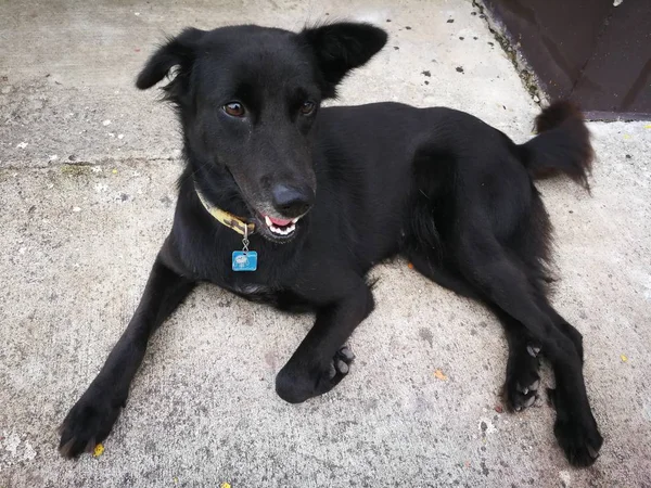 Bonito preto siamês cão tinha um preto língua dentro caminho para amigável — Fotografia de Stock