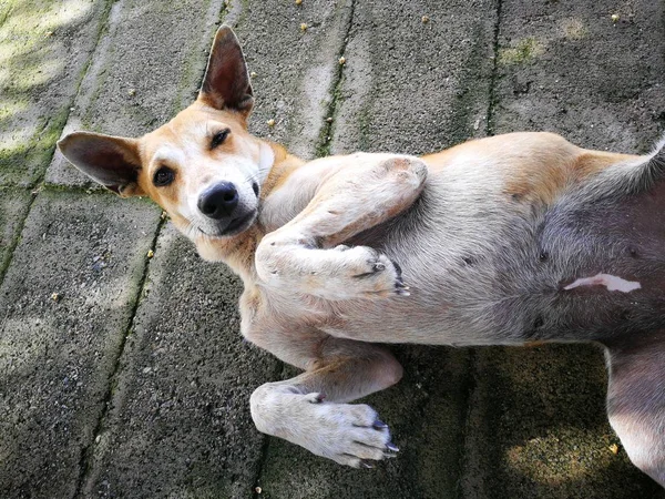 Χαριτωμένο σκυλάκι Σιάμ μέσα δρόμο — Φωτογραφία Αρχείου