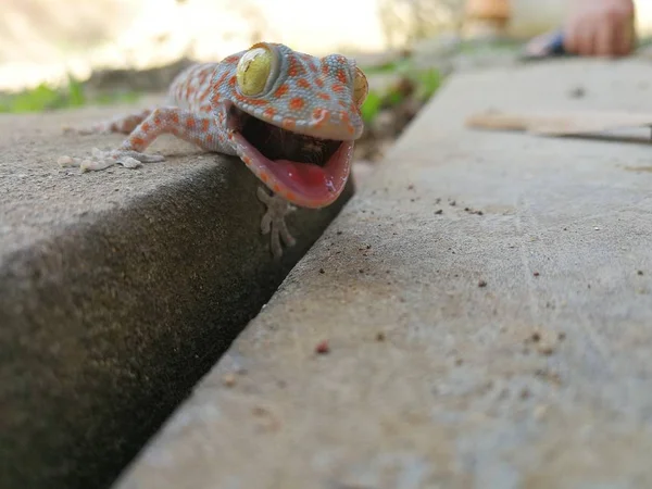 Lindo bebé Gecko amenazante para protegerse —  Fotos de Stock