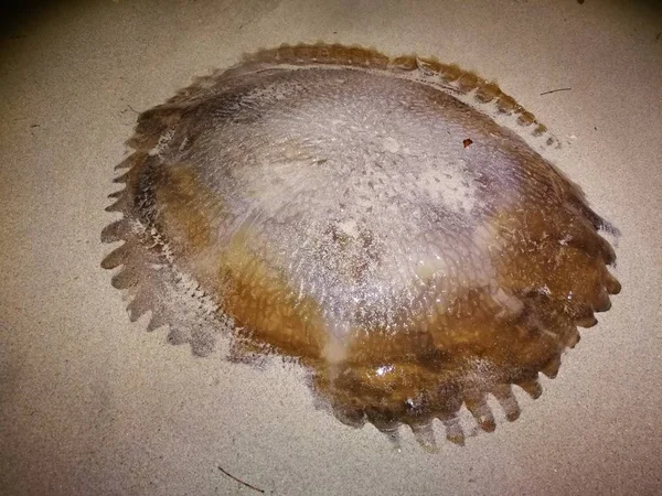 Red Jellyfish na plaży Tajlandia — Zdjęcie stockowe