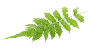 Eğreltiotu yaprağı beyaz arkaplanda izole