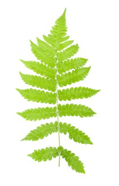 Eğreltiotu yaprağı beyaz arkaplanda izole