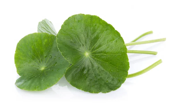 Hoja de cerca de Gotu kola, pennywort asiático, isola asiática de la hoja —  Fotos de Stock