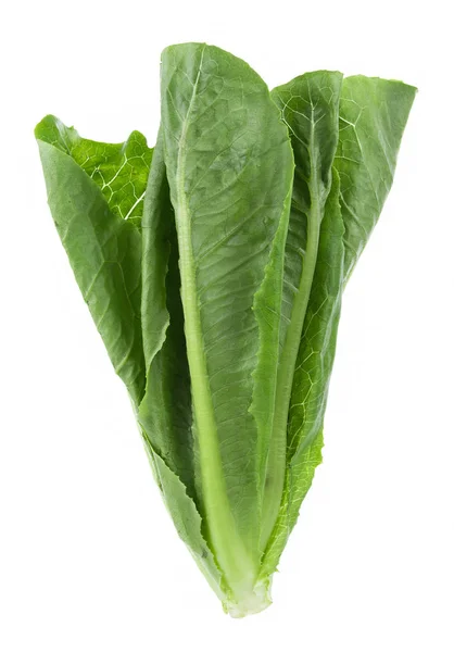 Fresh cos lettuce isolated on white background — Stock Photo, Image