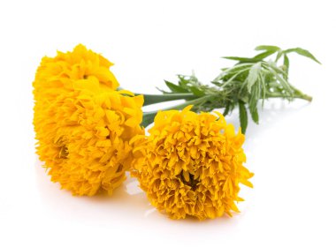 Marigold çiçek beyaz zemin üzerine