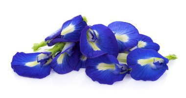 Beyaz arkaplanda mavi bezelye çiçekleri