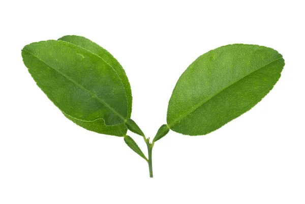 Свіжі листя лимона ізольовані на білому тлі — стокове фото