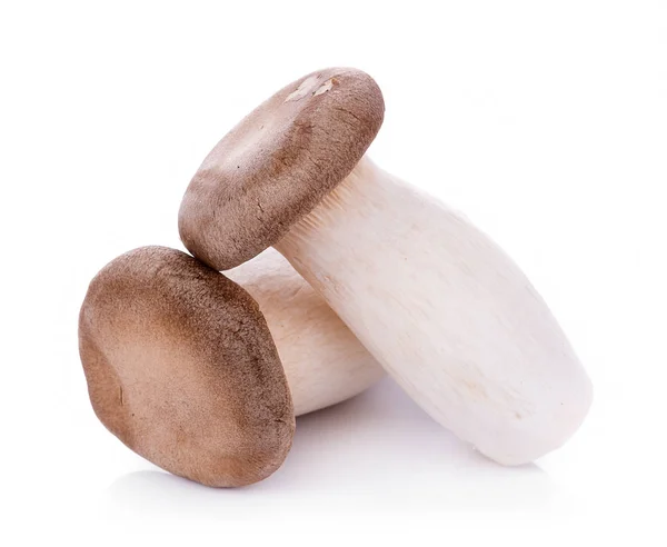 Königsausternpilz Pleurotus eryngii auf weißem Hintergrund — Stockfoto