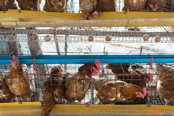 Farm chicken in a barn, hens in cages industrial farm