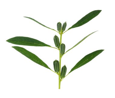 Beyaz arkaplanda izole edilmiş taze susam podları