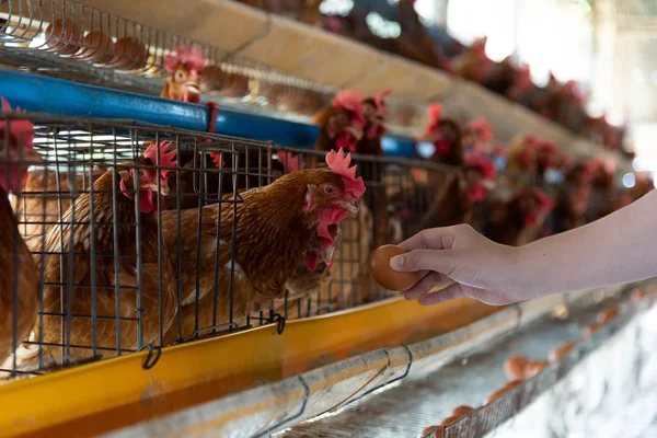 Farm chicken in a barn, hens in cages industrial farm