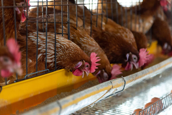 Farm chicken in a barn, hens in cages industrial farm