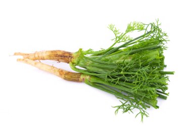 Beyaz arkaplanda taze dereotu