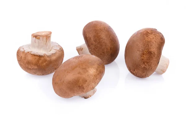 Champignon Pilz isoliert auf weißem Hintergrund — Stockfoto