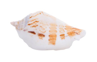 Beyaz arkaplanda deniz kabuğu izole