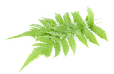 Eğreltiotu yaprağı beyaz arkaplanda izole