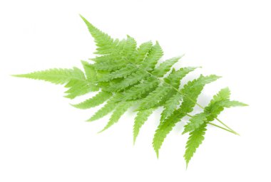 Eğreltiotu yaprağı beyaz arkaplanda izole