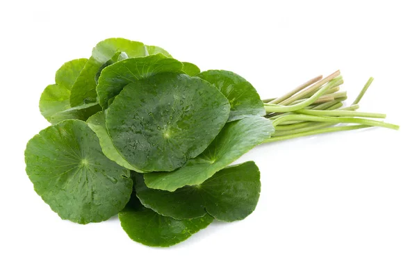 Closeup leaf of Gotu kola, Asiatic pennywort, asiatic leaf isola — Stock Photo, Image