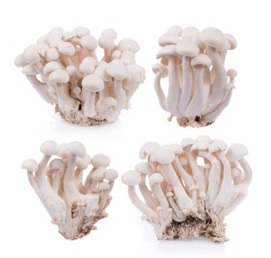 izole üzerinde beyaz arka plan beyaz shimeji mantar