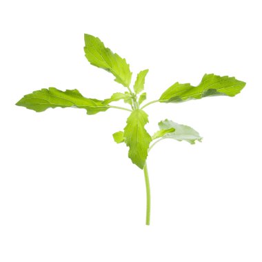 beyaz zemin üzerine kutsal fesleğen