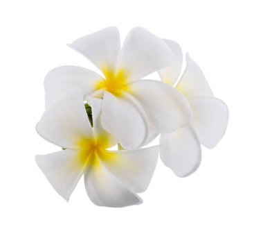 Plumeria beyaz arka planda kırpma yolu. Frangipani