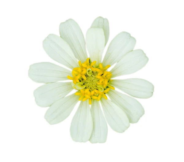 Fehér Zinnia Virág elszigetelt fehér háttér — Stock Fotó