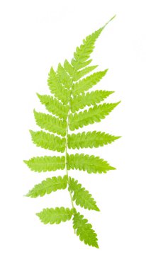 Eğreltiotu yaprağı beyaz arkaplanda izole